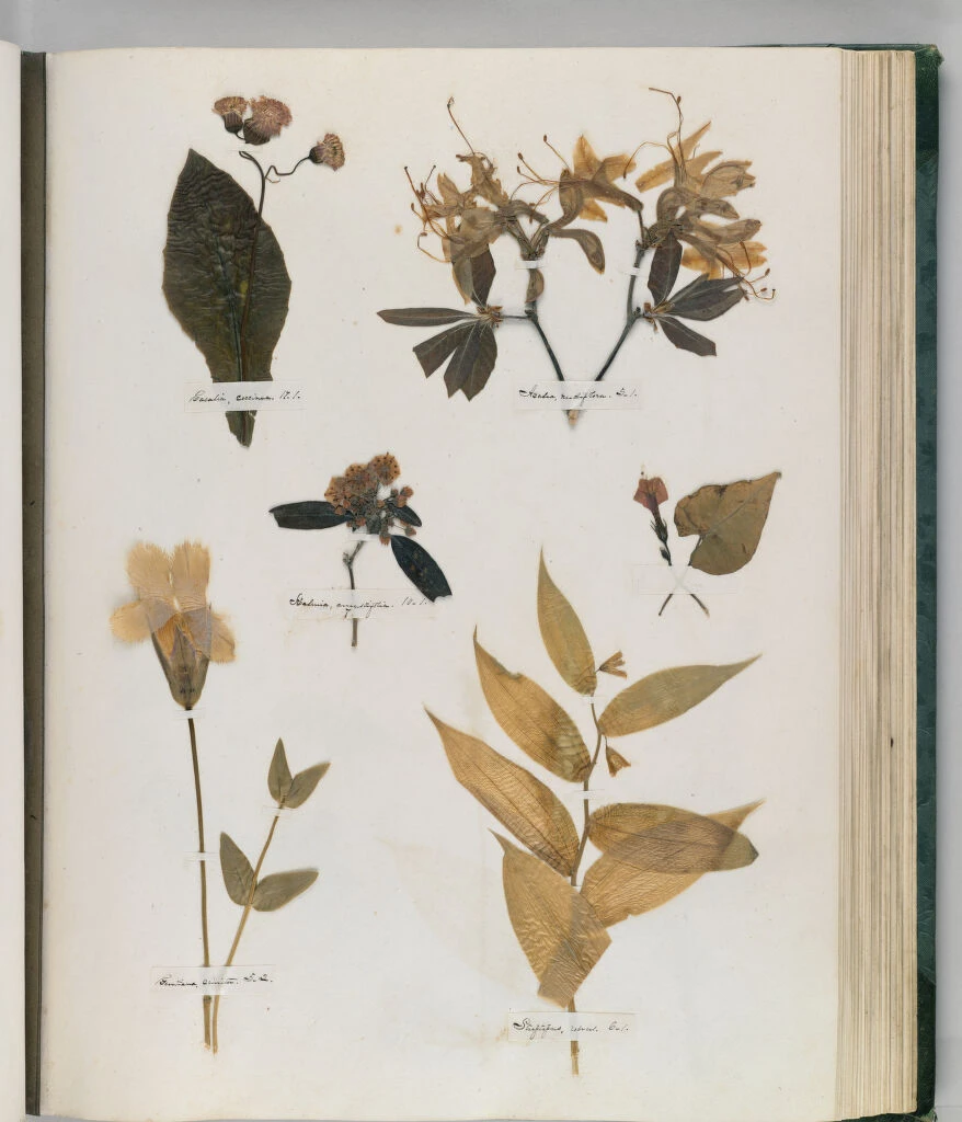 El herbario de Emily Dickinson